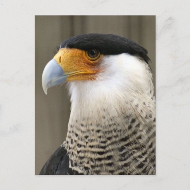 Postal Foto de pájaro de Caracara en reposo (Anverso)