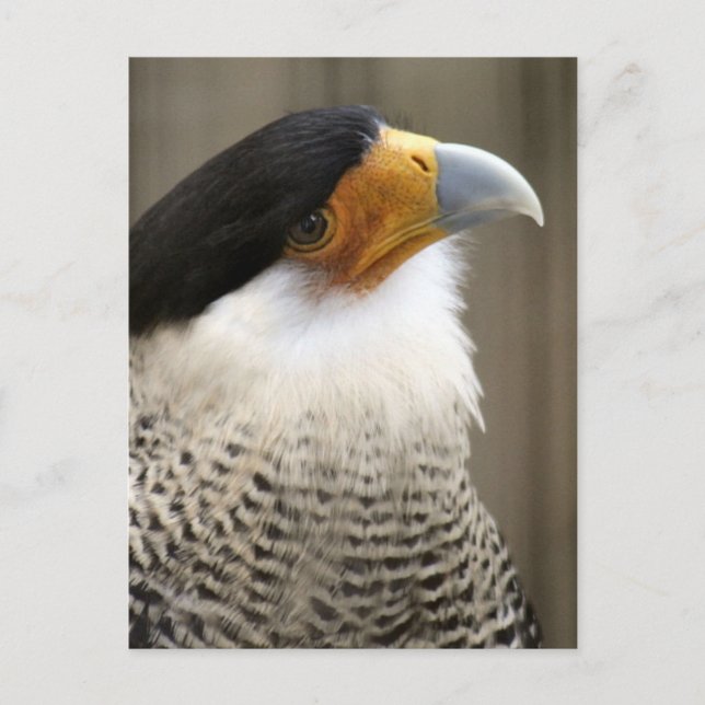 Postal Foto de pájaro de Caracara en reposo (Anverso)
