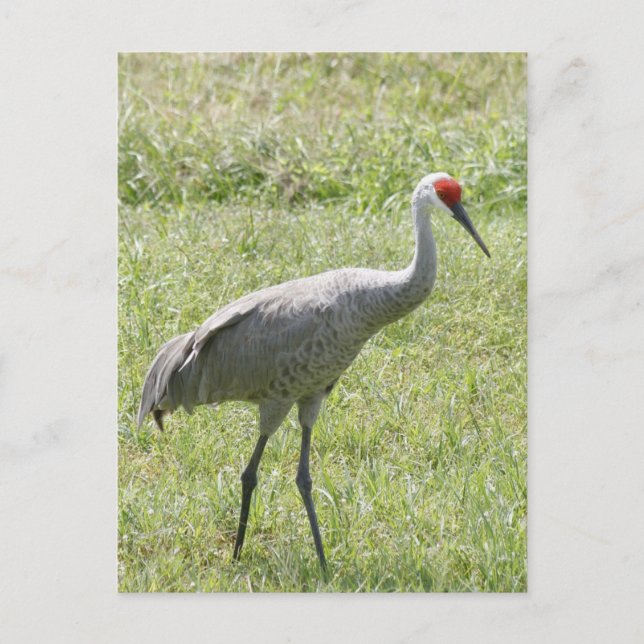 Postal Foto de pájaro de Sandhill Crane (Anverso)