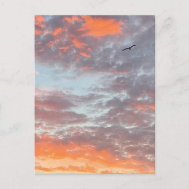 Postal Foto de pájaro volando nubes rosadas cielo (Anverso)