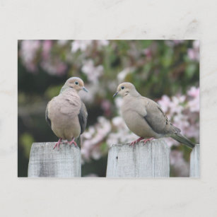 Postal Foto de palomas de duelo