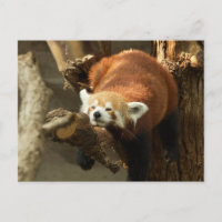 Foto de Panda Rojo Salvaje Durmiendo