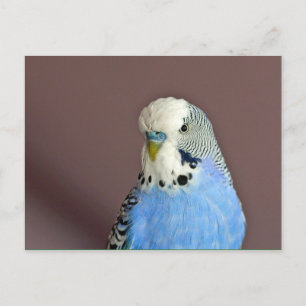Postal Foto de Parakeet Azul de bonito