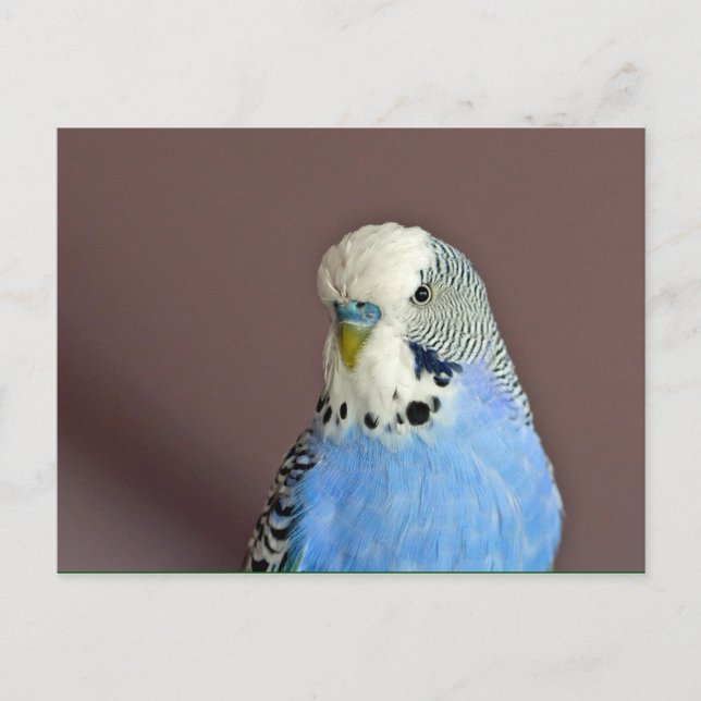 Postal Foto de Parakeet Azul de bonito (Anverso)