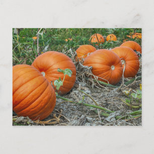 Postal Foto de parche de calabaza