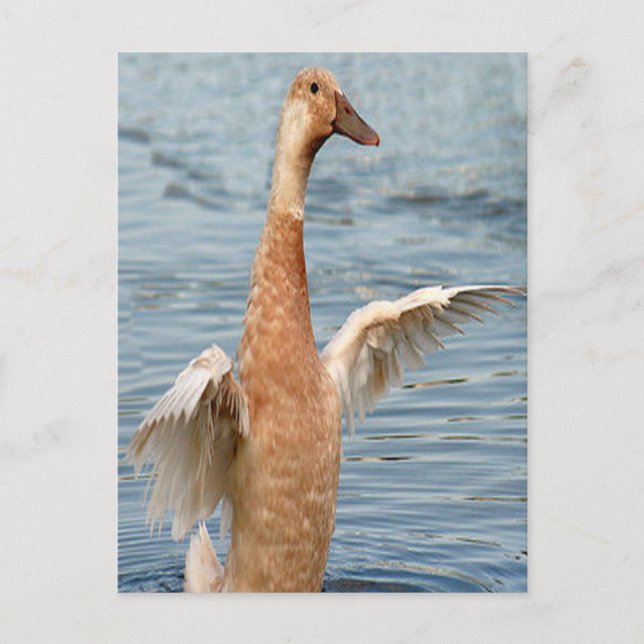 Postal Foto de pato marrón (Anverso)