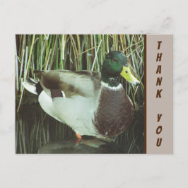Postal Foto de pato real Agradecimiento de la naturaleza