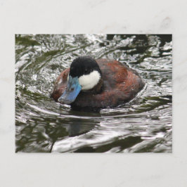 Postal Foto de pato rudo silvestre gracias