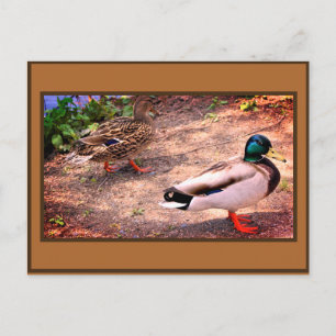 Postal Foto de patos reales