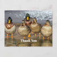 Foto de patos silvestres de collar agradecimiento