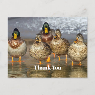Postal Foto de patos silvestres de collar agradecimiento