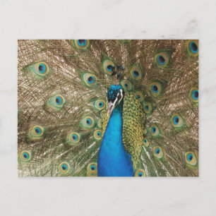 Postal Foto de pavo real macho colorido con plumas extend