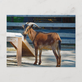 Postal Foto de perfil animal de Caballo Marrón Negro de C