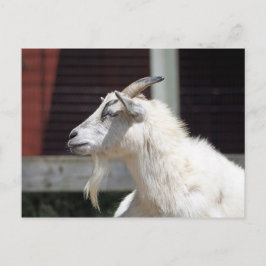 Postal Foto de perfil de cabra blanca