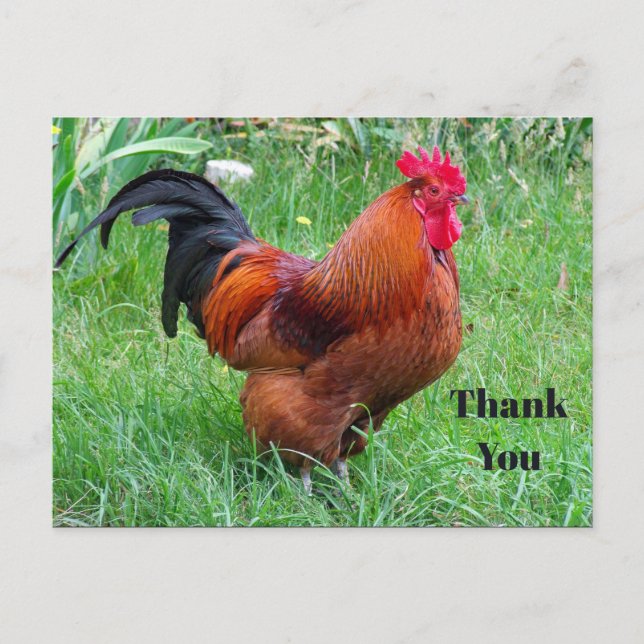 Postal Foto de perfil de pollo rojo de bonito (Anverso)