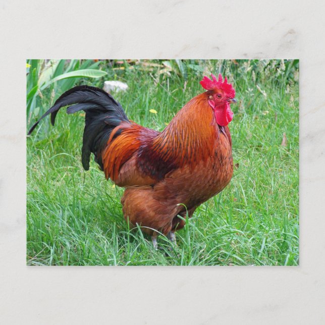 Postal Foto de perfil de pollo rojo en bonito (Anverso)