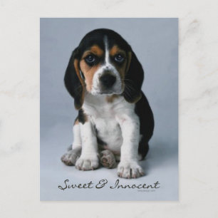 Postal Foto de perro de Beagle Puppy