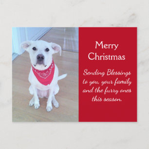 Postal Foto de perro lindo con curioso pegando en rojo la