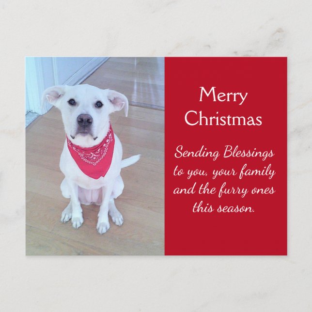 Postal Foto de perro lindo con curioso pegando en rojo la (Anverso)