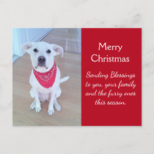 Postal Foto de perro lindo con orejas divertidas que sobr