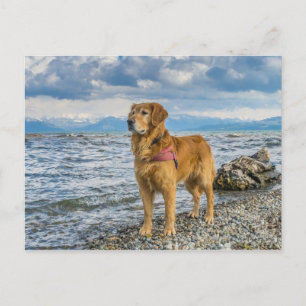 Postal Foto de perro Retriever Dorado en la playa con cie