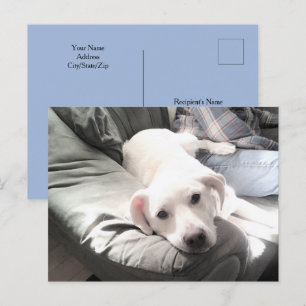 Postal Foto de perro sentada al lado del mejor amigo azul