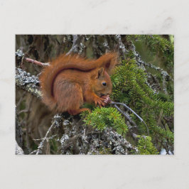 Postal Foto De Pino De La Ardilla Roja Cubierta