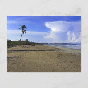 Postal Foto de playa de Costa Rica con palmera