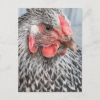 Foto de pollo con sabor plumas blancas y negras