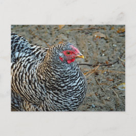 Postal Foto de pollo en blanco y negro