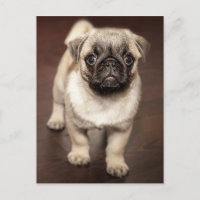 Foto de porcino de pug