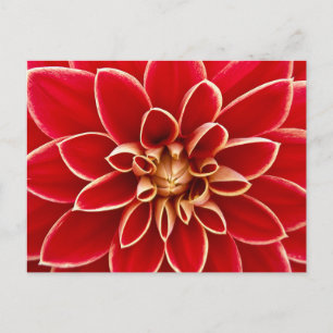 Postal Foto de primer plano de Dalia Roja