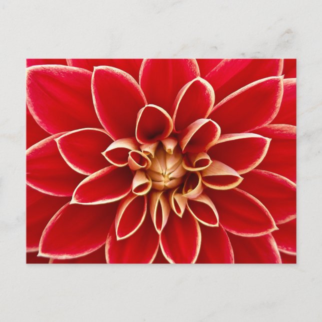 Postal Foto de primer plano de Dalia Roja (Anverso)