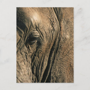 Postal Foto de primer plano del ojo de elefante africano