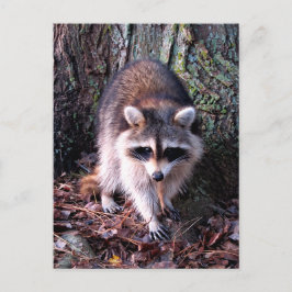 Postal Foto de Raccoon