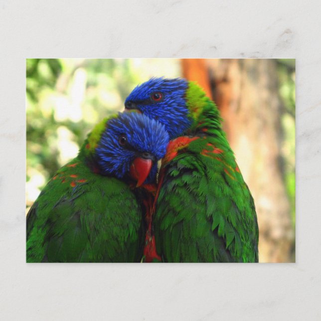 Postal Foto de Rainbow Lorikeets en el amor (Anverso)
