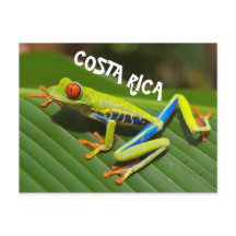 Foto de rana de árbol rojo en Costa Rica