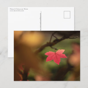Postal Foto de Red Leaf Nature
