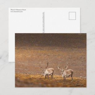 Postal Foto de renos en su hábitat natural