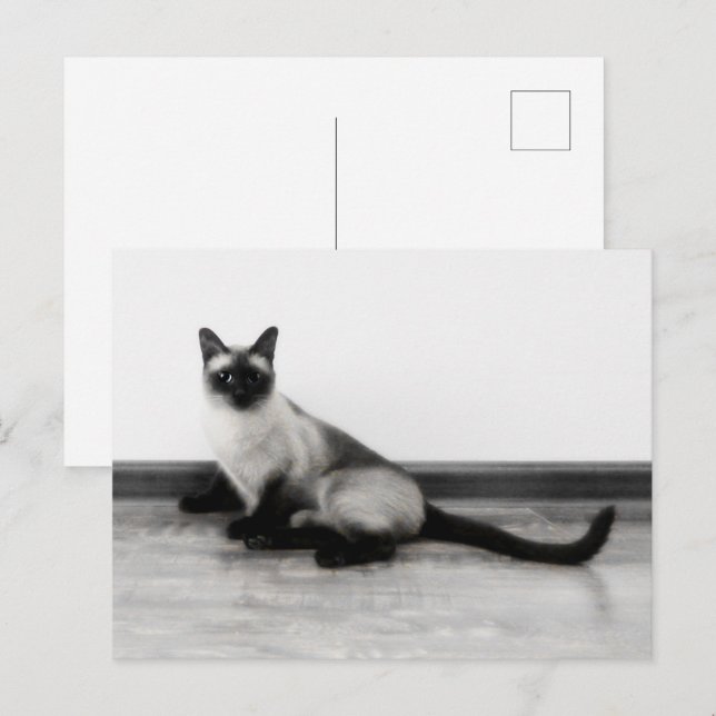 Postal Foto de retrato de gato siamés CUTE (Anverso / Reverso)