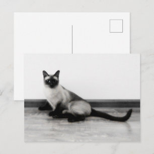 Postal Foto de retrato de gato siamés CUTE
