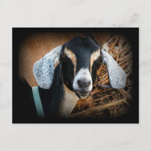 Postal Foto de retrato nubio de la vieja cabra