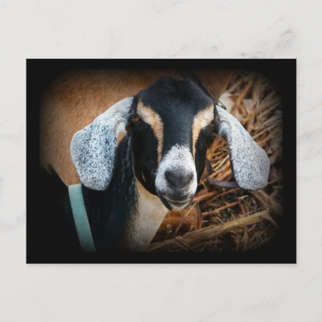 Postal Foto de retrato nubio de la vieja cabra (Anverso)