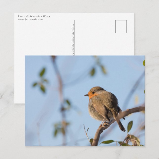 Postal Foto de Robin Bird Nature (Anverso / Reverso)