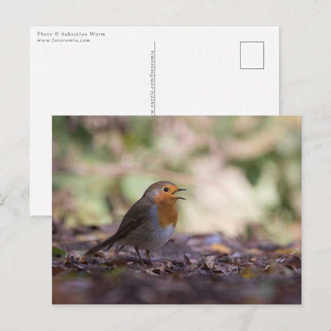 Postal Foto de Robin de la naturaleza (Anverso / Reverso)
