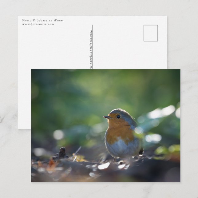 Postal Foto de Robin de la naturaleza (Anverso / Reverso)