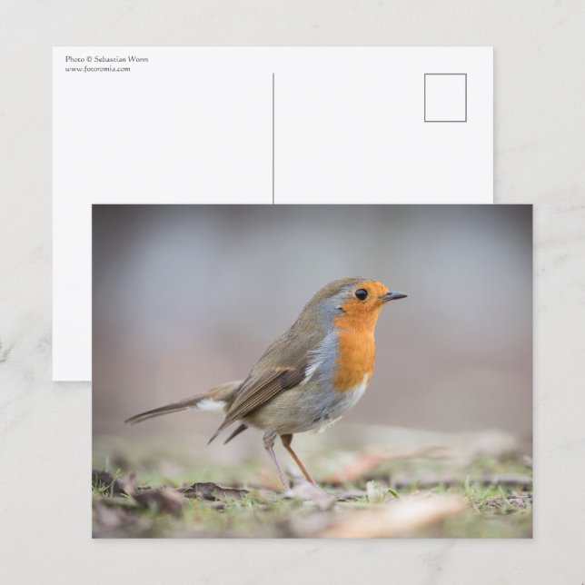 Postal Foto de Robin en la naturaleza (Anverso / Reverso)