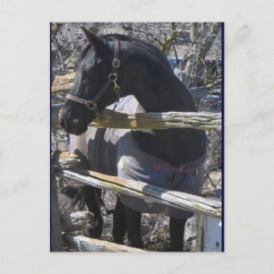 Postal Foto de Romeo