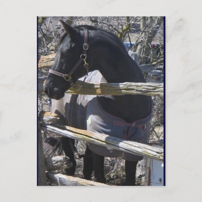 Postal Foto de Romeo (Anverso)