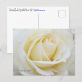 Postal Foto de rosa blanco prístino